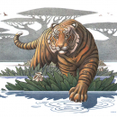 Winston's Tiger in Pond - 12"x18"  Colored Pencil, Acrylic