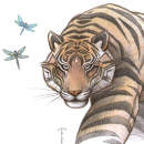 Tiger - Gabrial - Drawing - 10"x14"   Colored Pencil